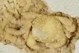 Sparkling, Fossil Crab (Potamon) Preserved in Travertine - Turkey #379400-3